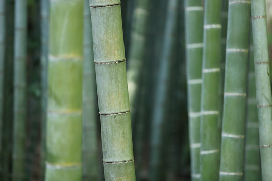 Explore the Life Cycle of Bamboo Nature’s Wonder