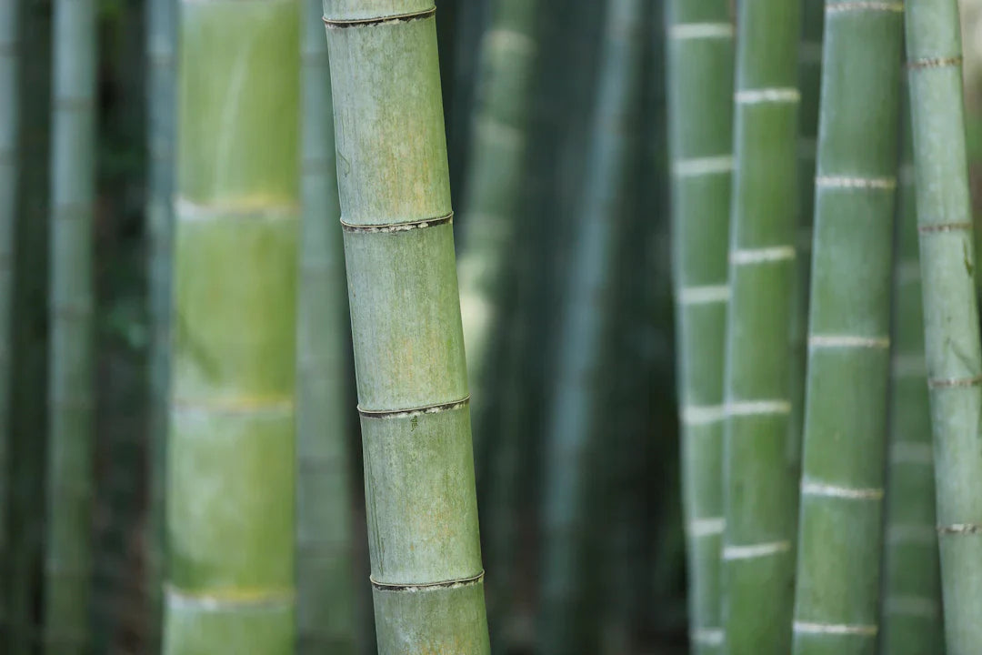 Revolutionizing Comfort Innovations in Bamboo Nappy Technology
