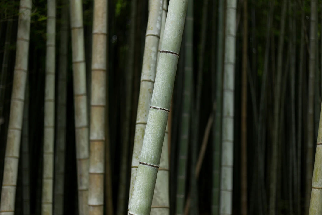 Discovering the Bamboo Fabric Lifecycle