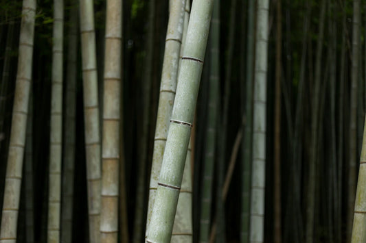 Discovering the Bamboo Fabric Lifecycle