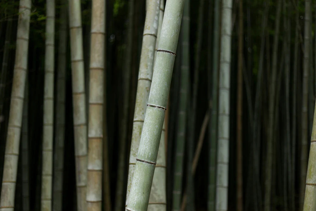 Explore the Bamboo Nappy Supply Chain Today