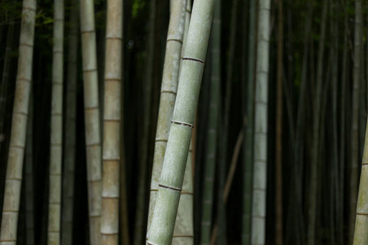 Explore the Bamboo Nappy Supply Chain Today