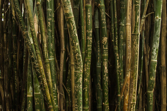 Organic Bamboo Nappies vs. Disposable Nappies A Cost Showdown