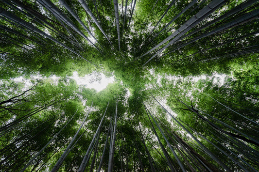 The Science Behind Bamboo's Antibacterial Wonders