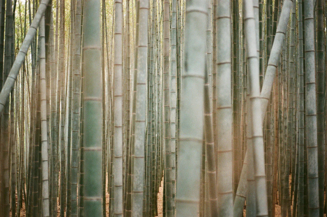 Eco-Friendly Organic Bamboo Nappies for Sensitive Skin