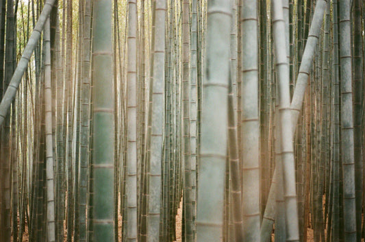 Eco-Friendly Organic Bamboo Nappies for Sensitive Skin