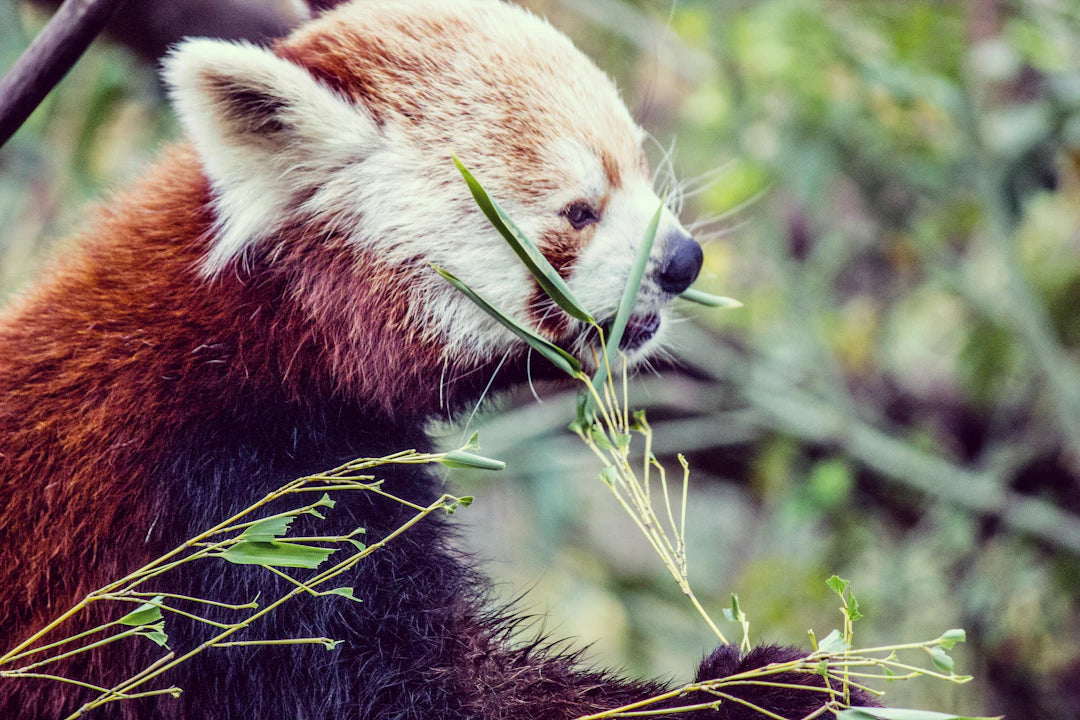 Transform Your Nursery Go Zero-Waste with Bamboo