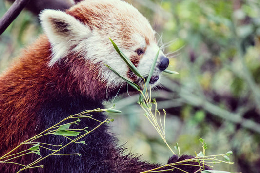Transform Your Nursery Go Zero-Waste with Bamboo