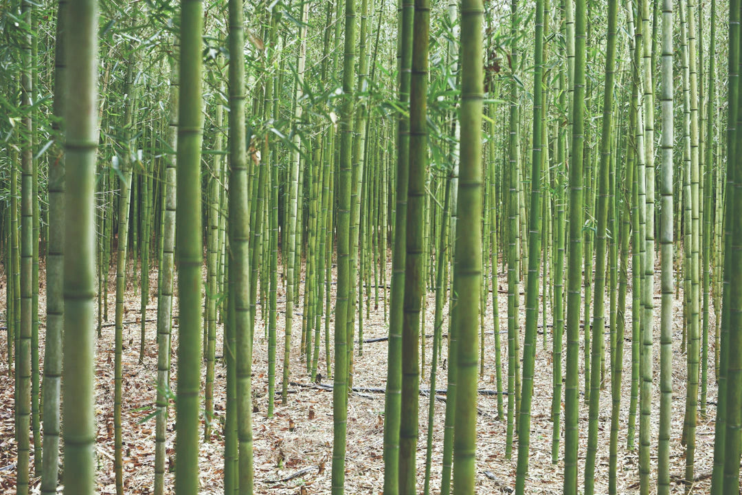 Why Organic Bamboo Nappies Are Best for Baby's Skin
