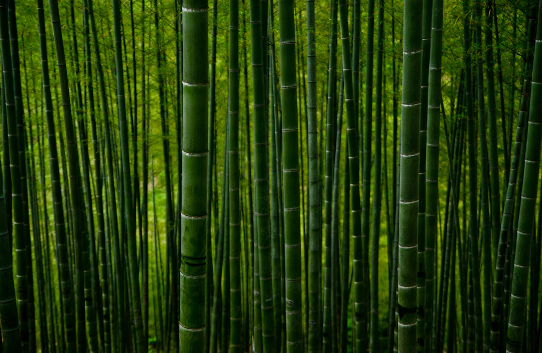 The Science Behind Bamboo A Sustainable Resource