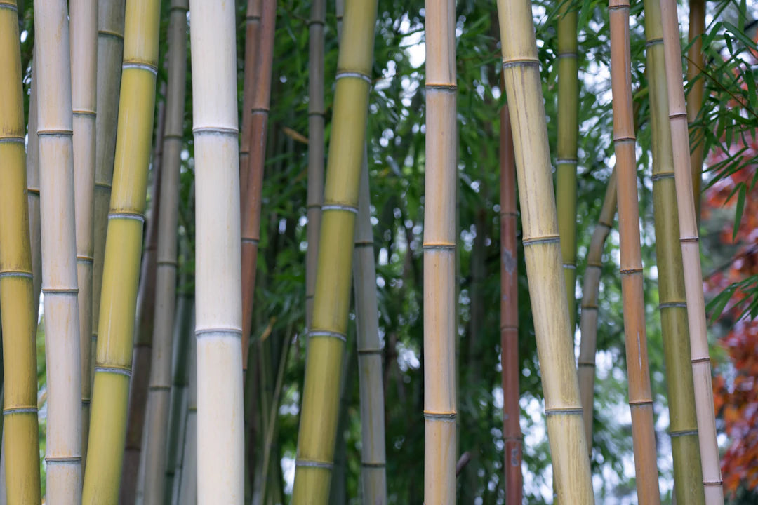 Real Experiences with Organic Bamboo Diapers