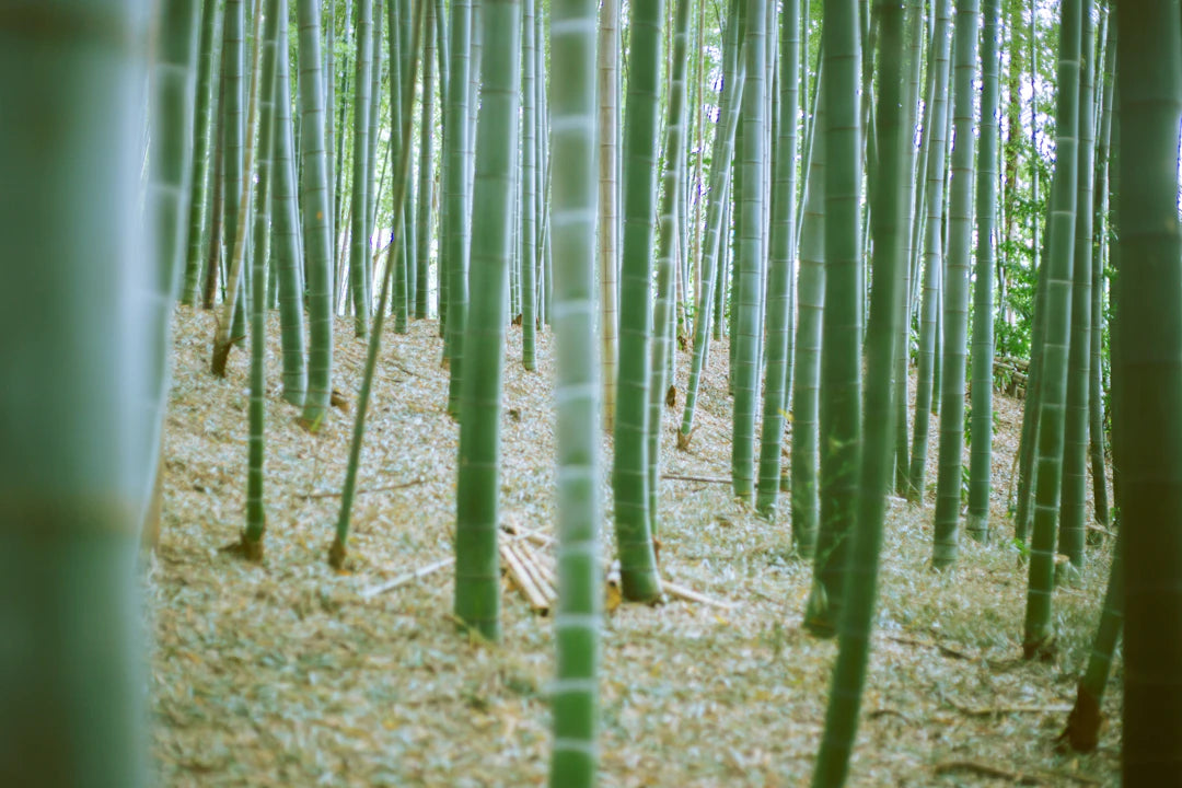 Crafting Organic Bamboo Nappies A Sustainable Journey