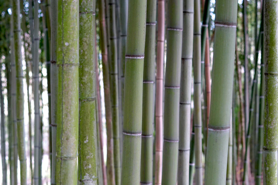 Support Local and Embrace Organic Bamboo Nappies