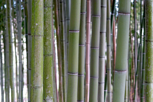 Support Local and Embrace Organic Bamboo Nappies