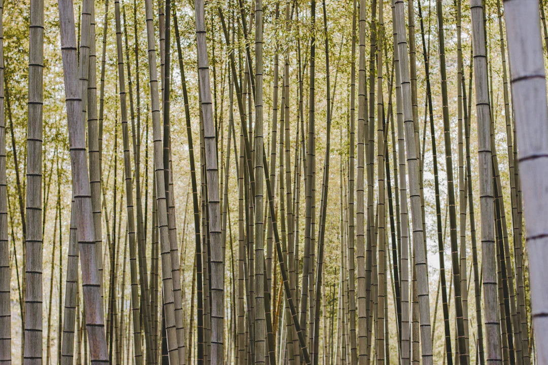 Bamboo Nappies vs. Disposable Nappies The Ultimate Debate