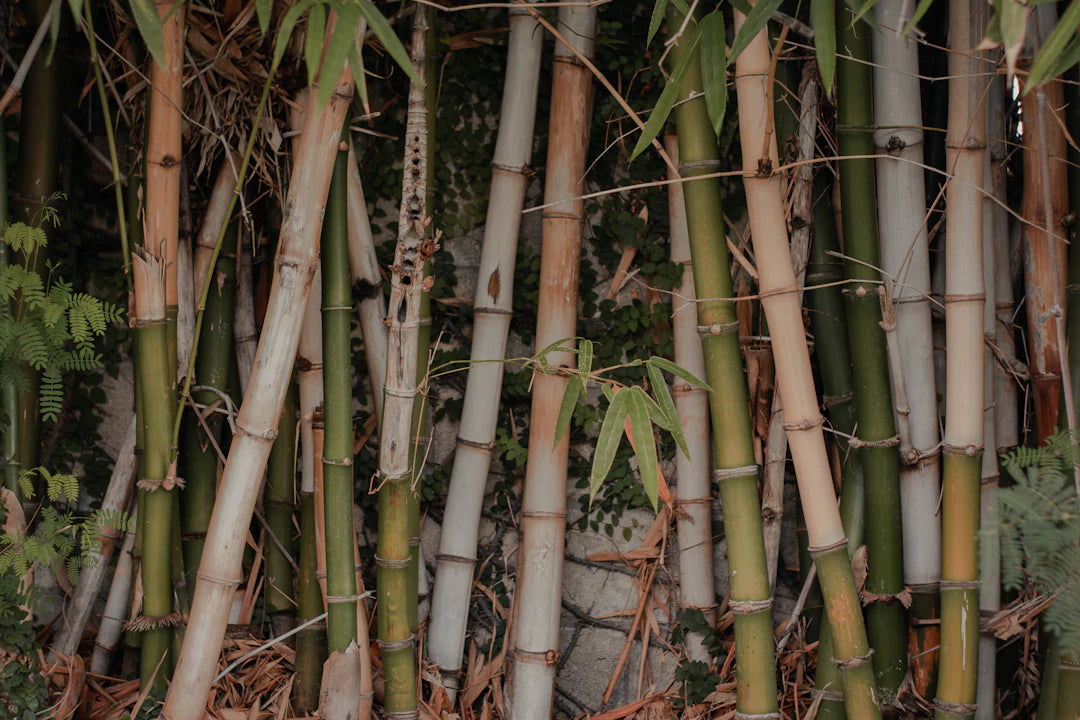 Fun and Eco-Friendly Organic Bamboo Diapers for Babies