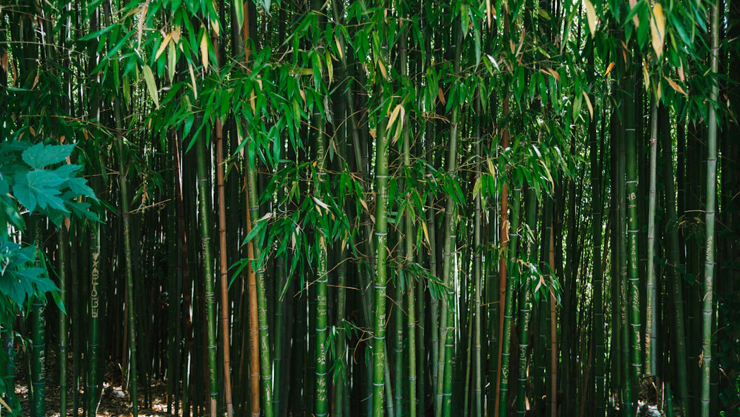 Transform Your Home with Eco-Friendly Bamboo Nappies