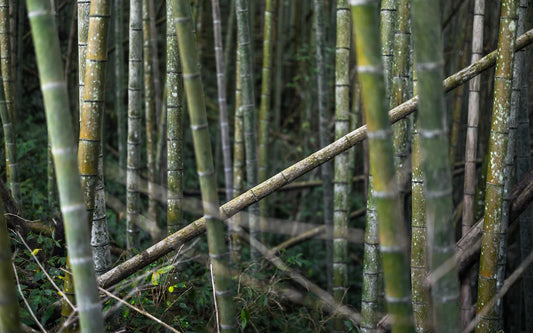 The Health Benefits of Bamboo Nappies for Babies