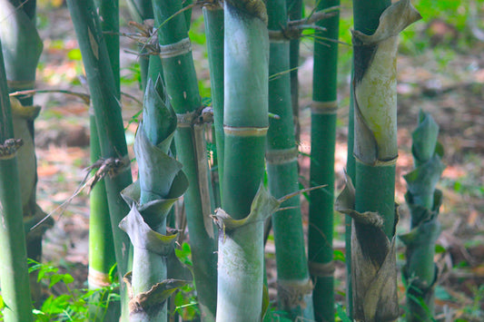Discovering Bamboo Beyond Eco-Friendly Diapers