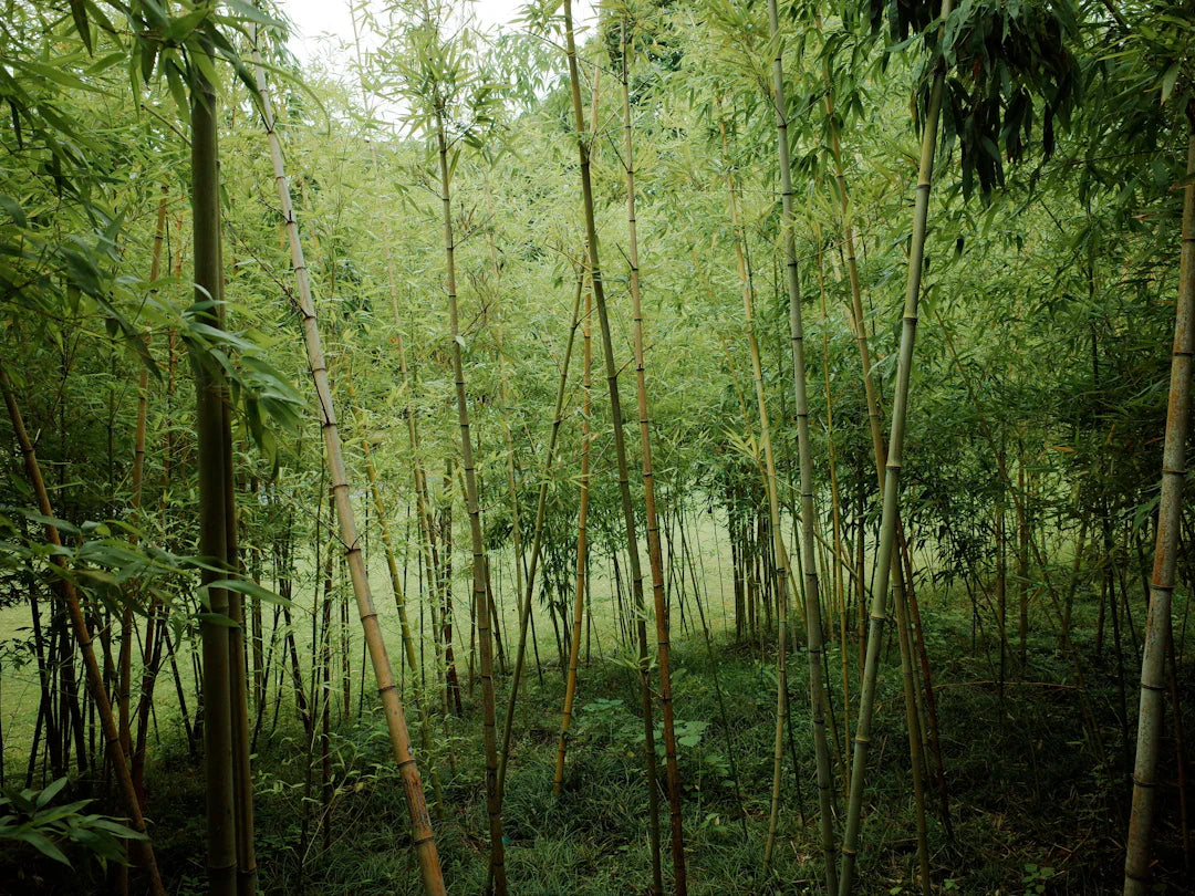 Why Bamboo is the Ideal Material for Nappies