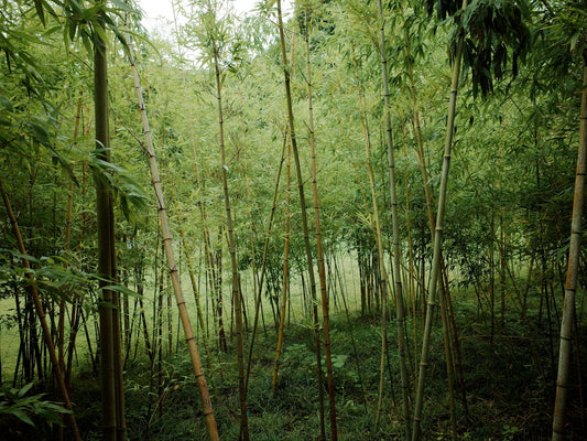 The Surprising Benefits of Organic Bamboo Nappies