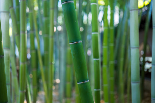 Making the Switch to Bamboo Nappies Your Ultimate Guide