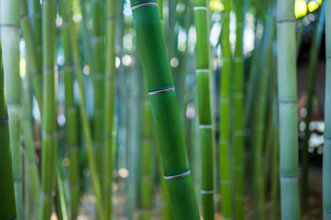 Mastering Care for Your Bamboo Nappies