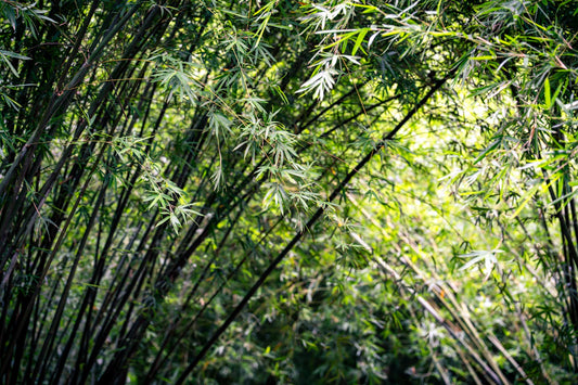 The Cost Benefits of Switching to Bamboo Nappies