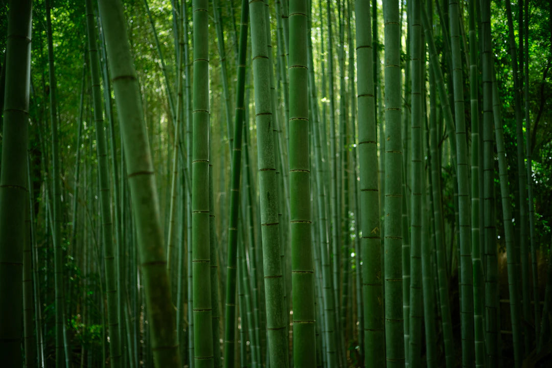 The Lifecycle of Bamboo Nature's Sustainable Wonder