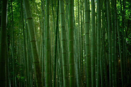 The Lifecycle of Bamboo Nature's Sustainable Wonder