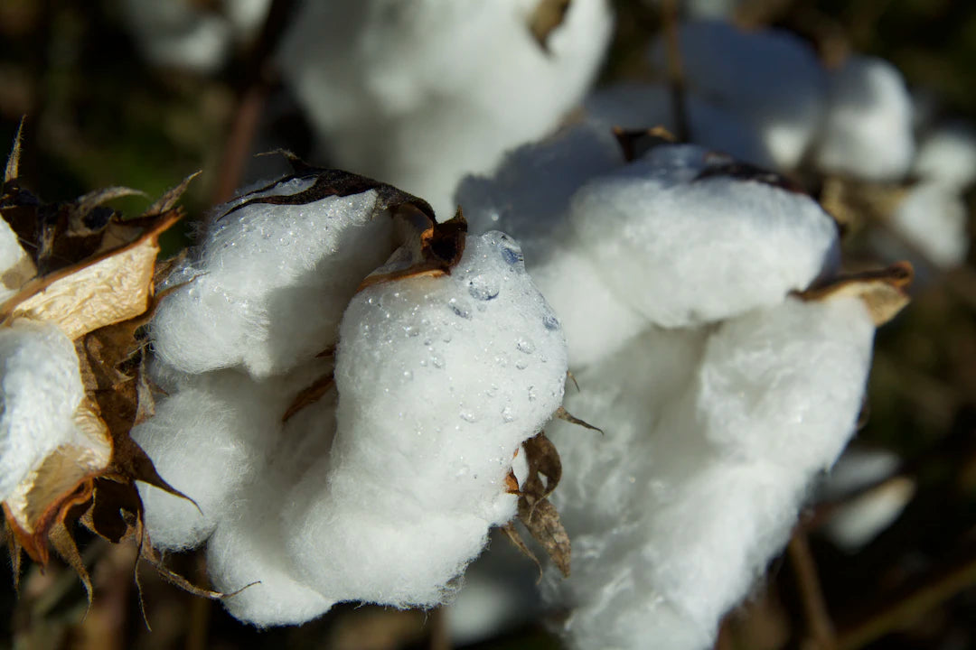 Discover How Organic Fabrics Benefit Sensitive Skin