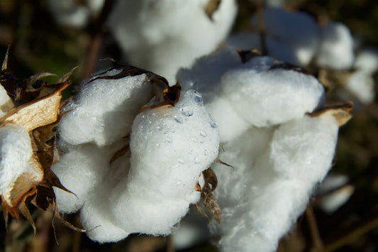 Discover How Organic Fabrics Benefit Sensitive Skin