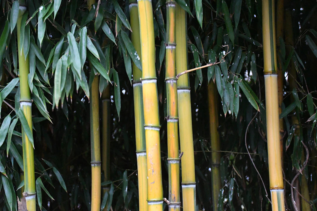 The Journey of Bamboo Nappies Nature to Nurture
