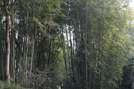 The Green Revolution Sustainable Farming and Bamboo Production